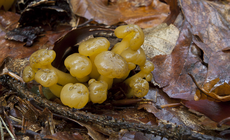 Leotia lubrica